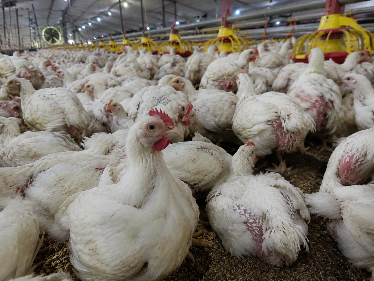 Daily feeding on the farm