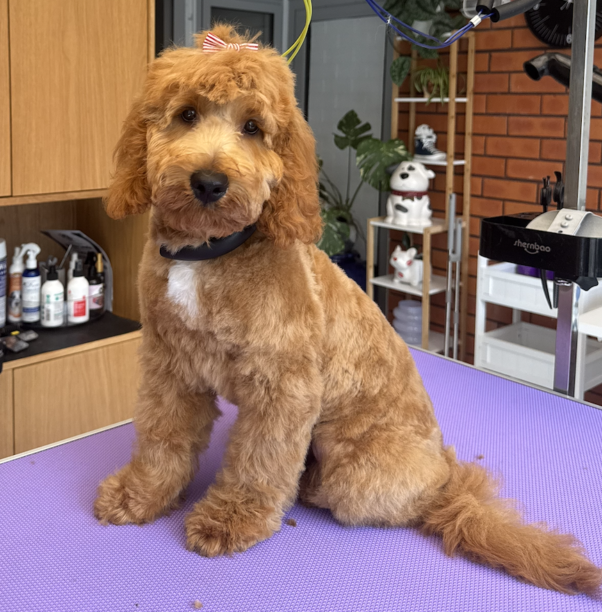 Cavalier being trimmed