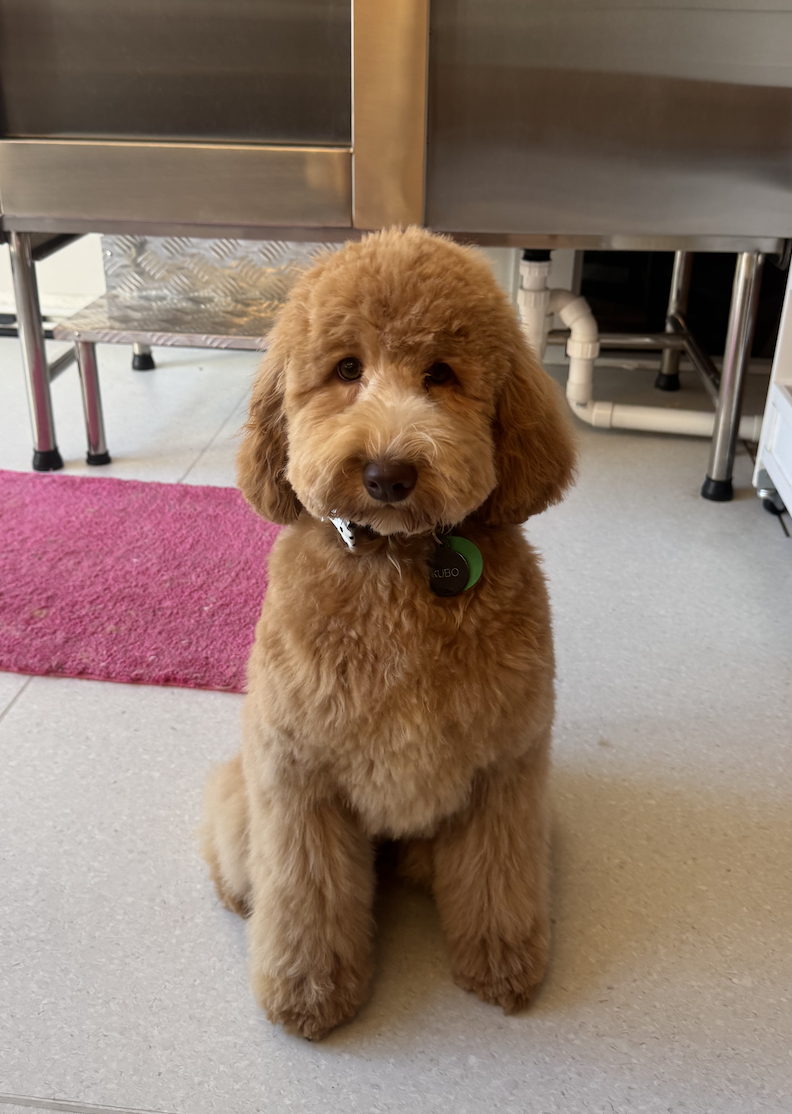 Fluffy cavoodle with bow on grooming table