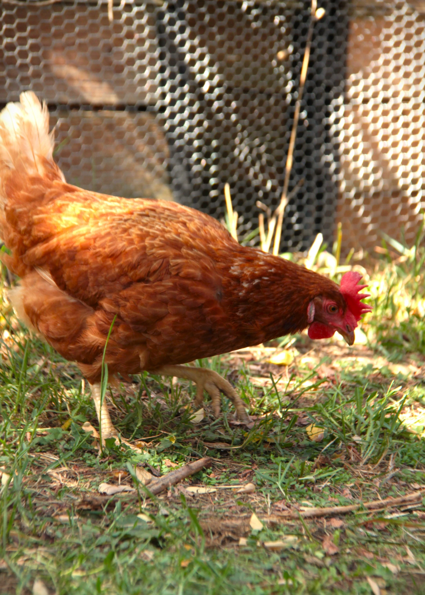 École Pleine Nature — les poules du potager